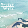 Beached Whales (B1,B2)